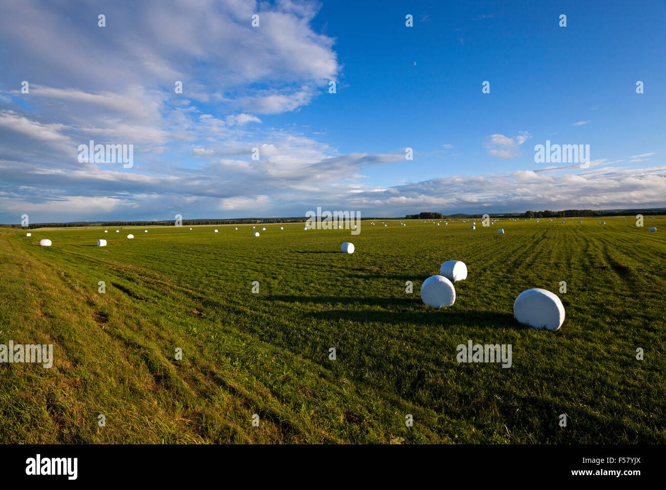 packed grass for feeding Stock Photo - Alamy