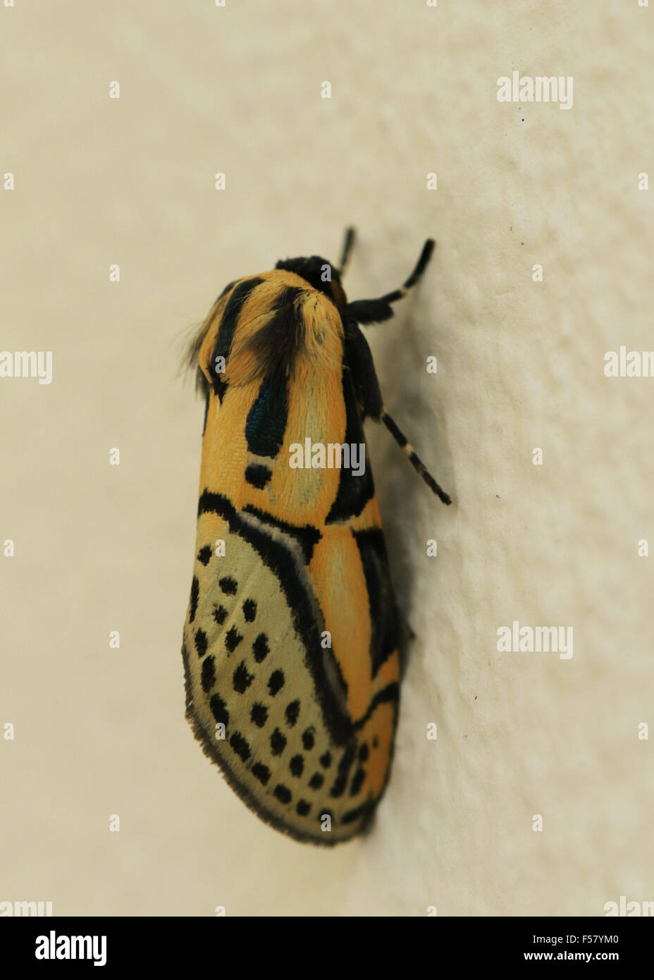 Yellow and black hieroglyphic moth, or Lepidoptera, found in Guanacaste, Costa Rica Stock Photo
