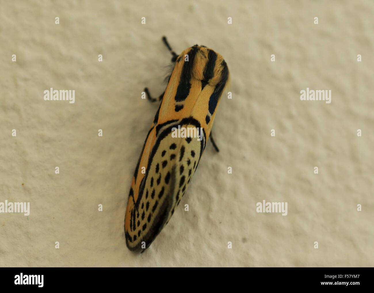 Yellow and black hieroglyphic moth found in Guanacaste, Costa Rica Stock Photo