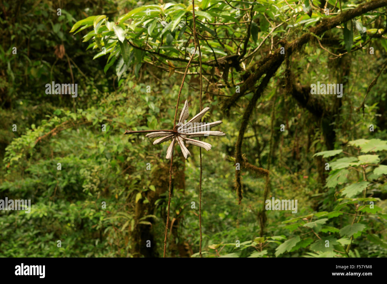 Nature scenery from hiking in the Monteverde Cloud Forest rainforest in Costa Rica Stock Photo