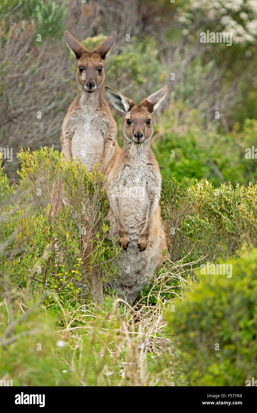 Pair of western grey kangaroos, Macropus fuliginosus in the wild standing side by side, grass in mouths, among low shrubs, staring at camera Stock Photo