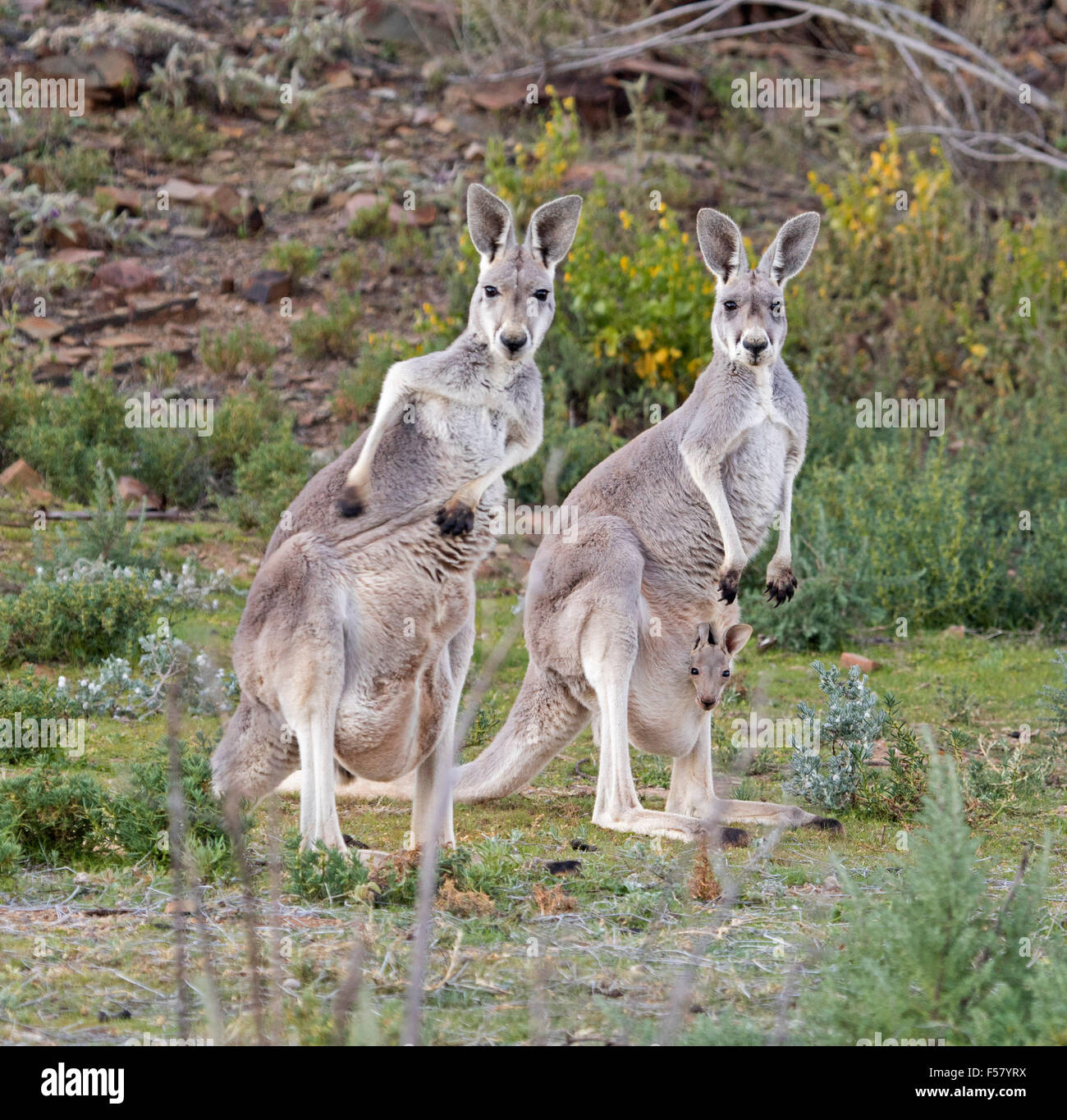 Two female red kangaroos, Macropus rufus with joeys in their pouches staring at camera at Mount Chambers gorge in outback Australia Stock Photo
