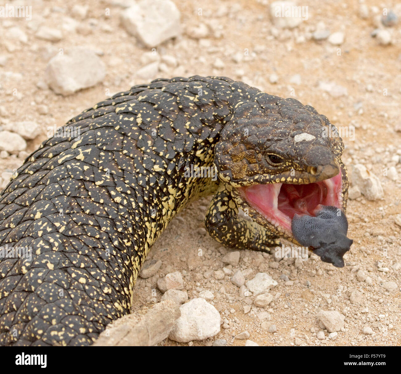 Close-up of shingleback lizard, Tiliqua rugosa, in aggressive pose with mouth open & blue tongue visible, in outback Australia Stock Photo