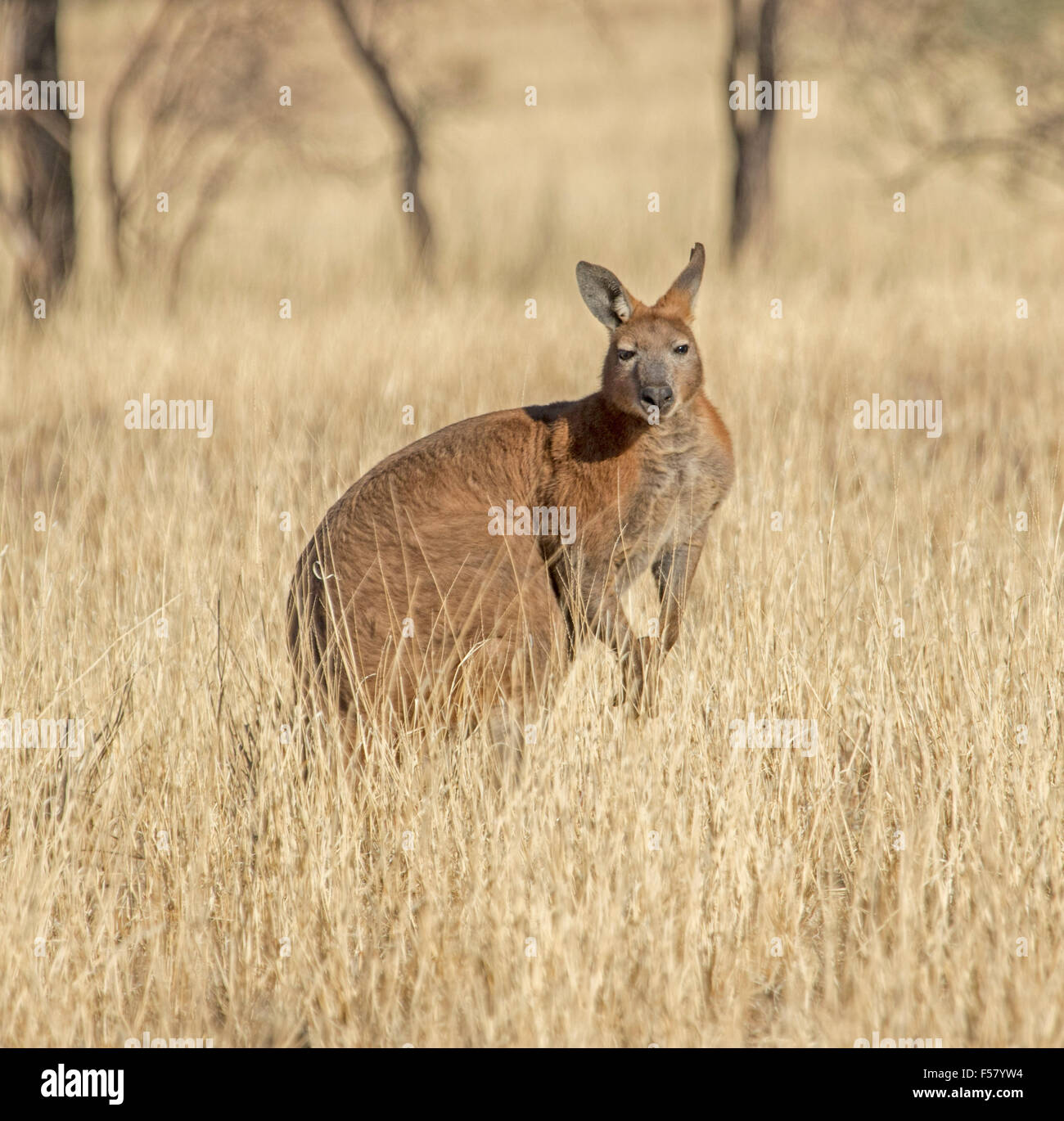 Large brown male wallaroo Macropus robustus among tall golden grasses in the wild in Australian outback national park Stock Photo