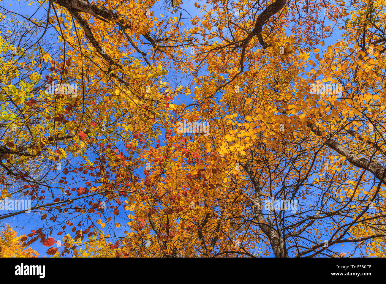 Autumn leaves against the blue sky Stock Photo - Alamy