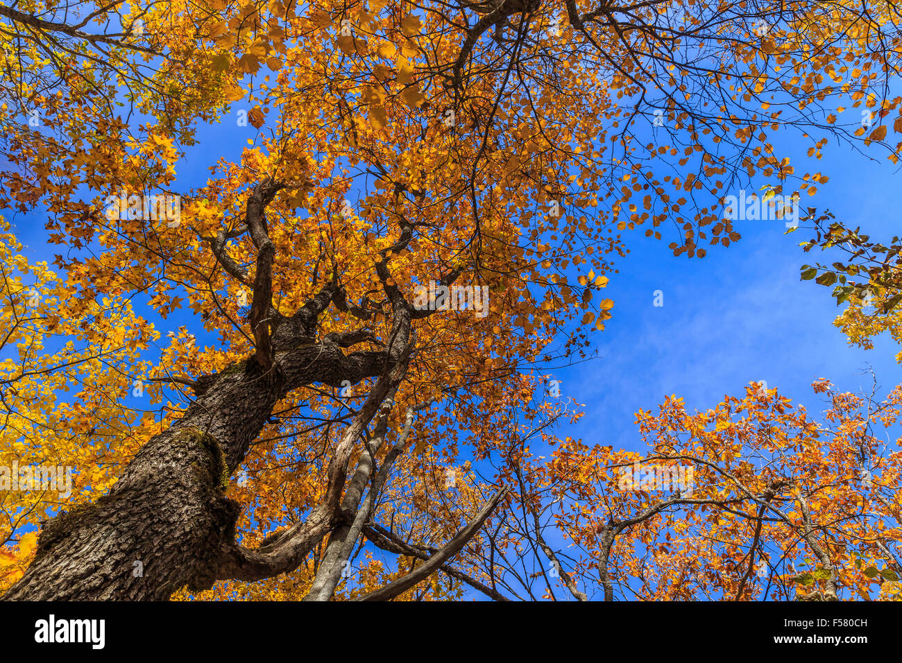 Autumn leaves against the blue sky Stock Photo - Alamy