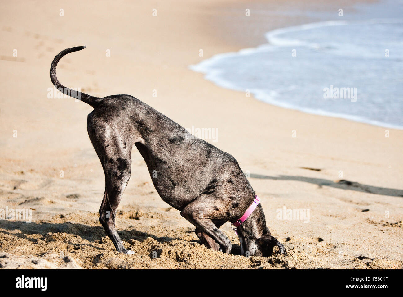 Humorous sunny day beach adult Great Dane dog digs big hole in sand with head completely inside hole butt up in air curled tail Stock Photo