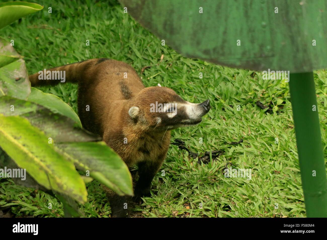 Cute coatie (pizote, a member of the racoon family) in the rainforest at the Arenal Observatory lodge in Costa Rica Stock Photo