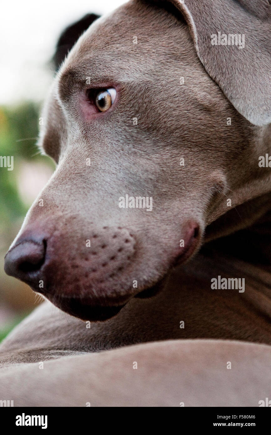 extreme closeup portrait of Weimaraner dog head in profile looking back behind. Graphic strong brow muzzle jaw line bright eyes Stock Photo