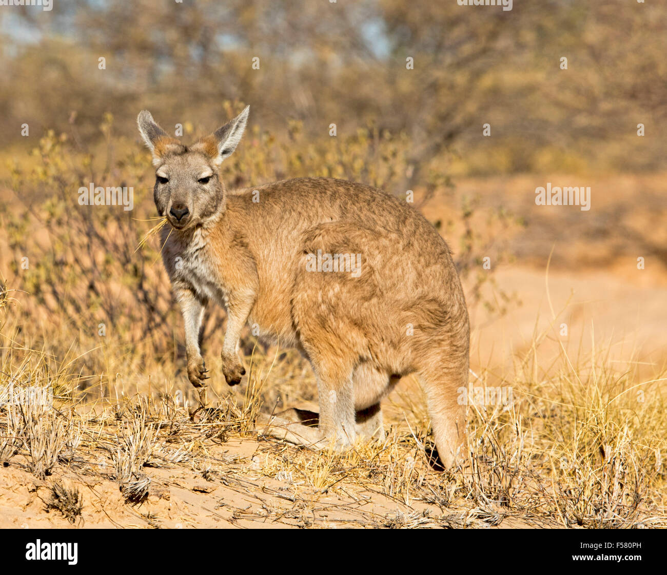 Beautiful brown female wallaroo Macropus robustus with mouthful of grass against golden grasses in the wild, outback Australia Stock Photo