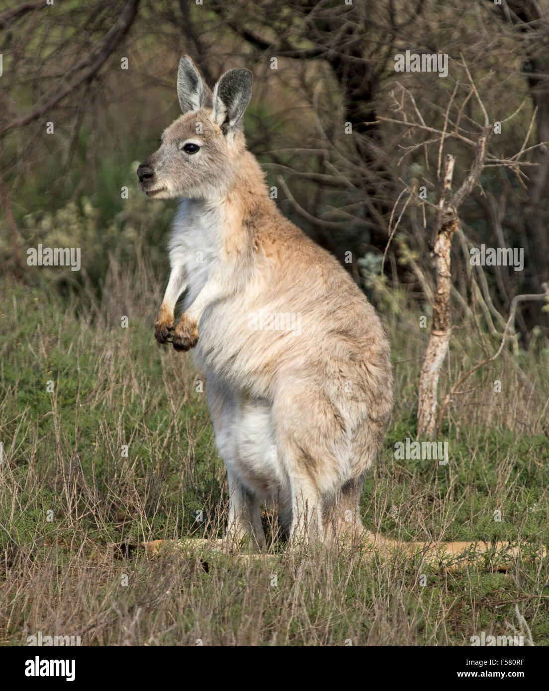 Beautiful female wallaroo / euro, Macropus robustus, pouch extended with hidden joey, in Flinders Ranges outback Australia Stock Photo