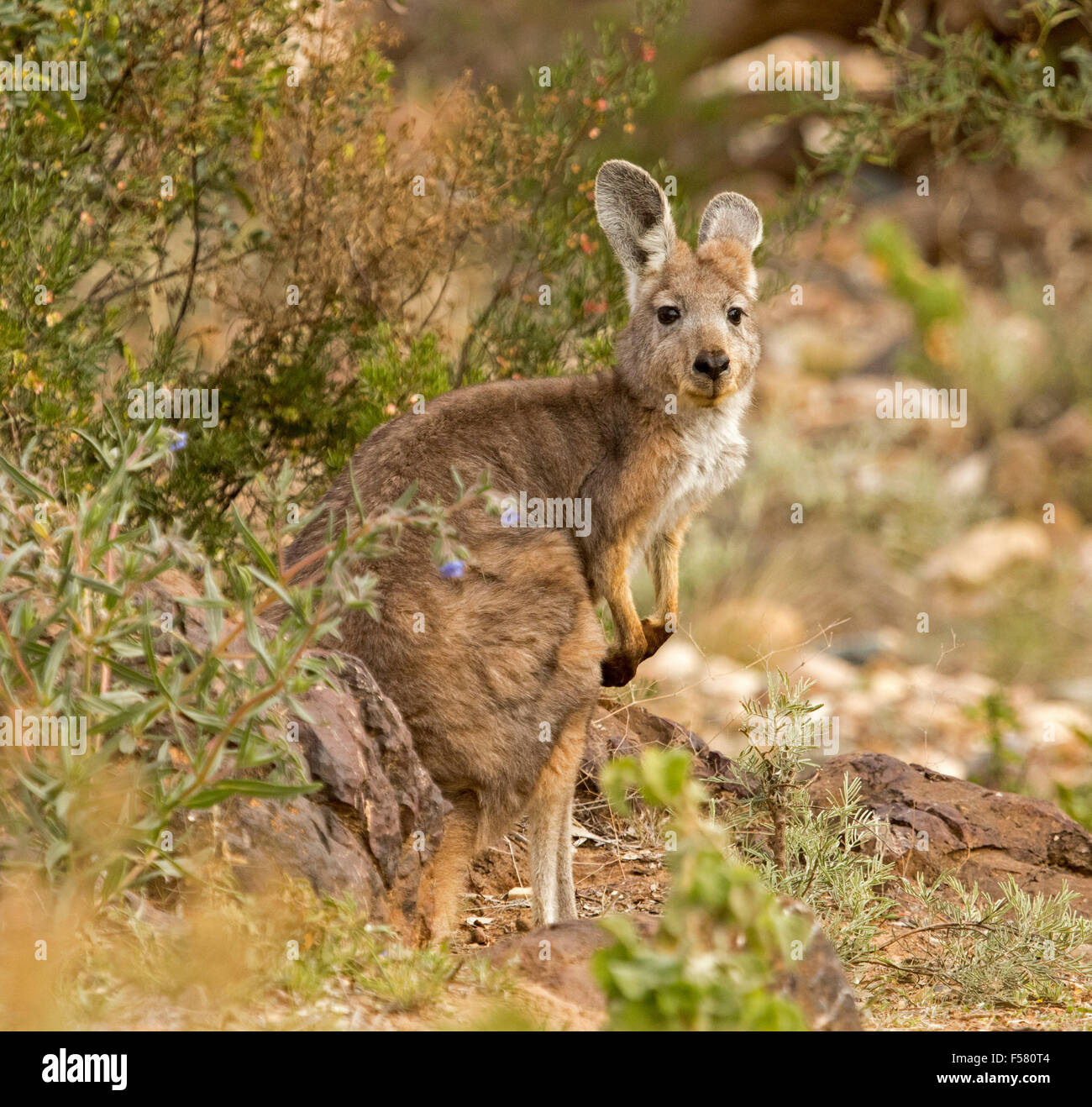 Beautiful wallaroo / euro, Macropus robustus, among green shrubs, turning to stare at camera, Flinders Ranges outback Australia Stock Photo