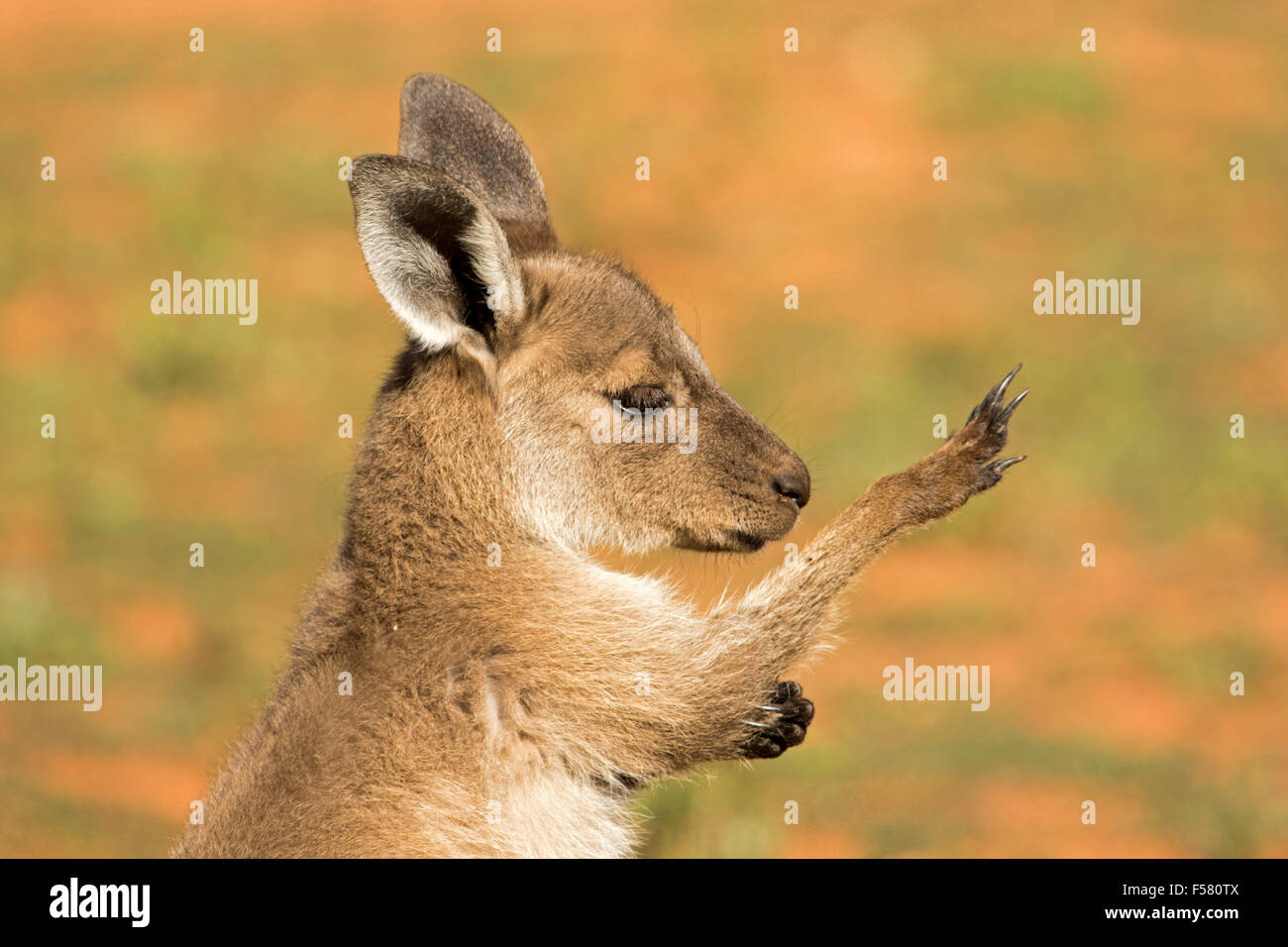 Face of young western grey kangaroo, Macropus fuliginosus in the wild at Mungo National Park in outback NSW Australia, Stock Photo