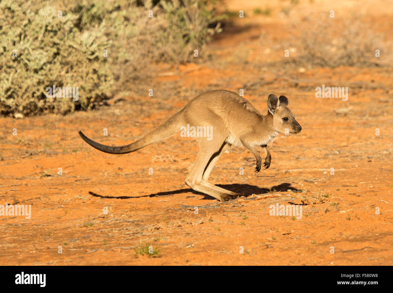 Young western grey kangaroo, Macropus fuliginosus hopping over red soil at Mungo National Park in outback NSW Australia, Stock Photo