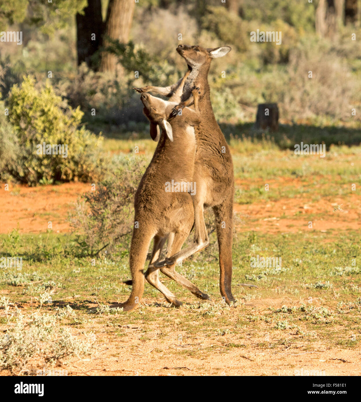 Two young male western grey kangaroos Macropus fuliginosus in the wild boxing at Mungo National Park in outback NSW Australia Stock Photo