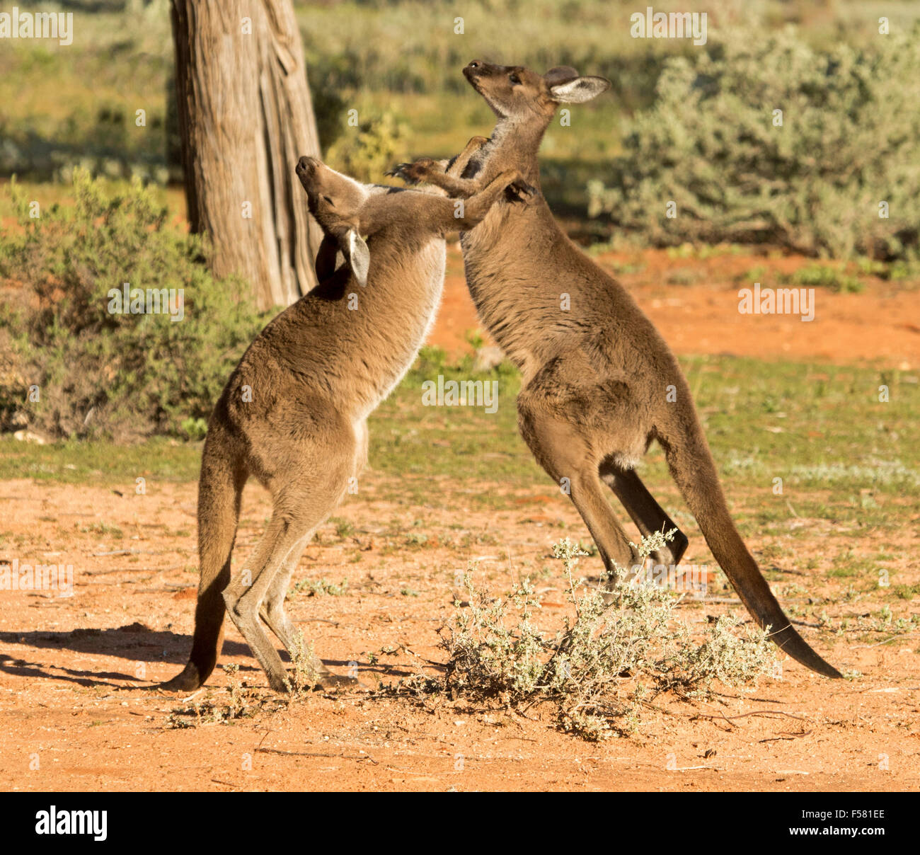 Two young male western grey kangaroos, Macropus fuliginosus in the wild boxing at Mungo National Park in outback NSW Australia Stock Photo
