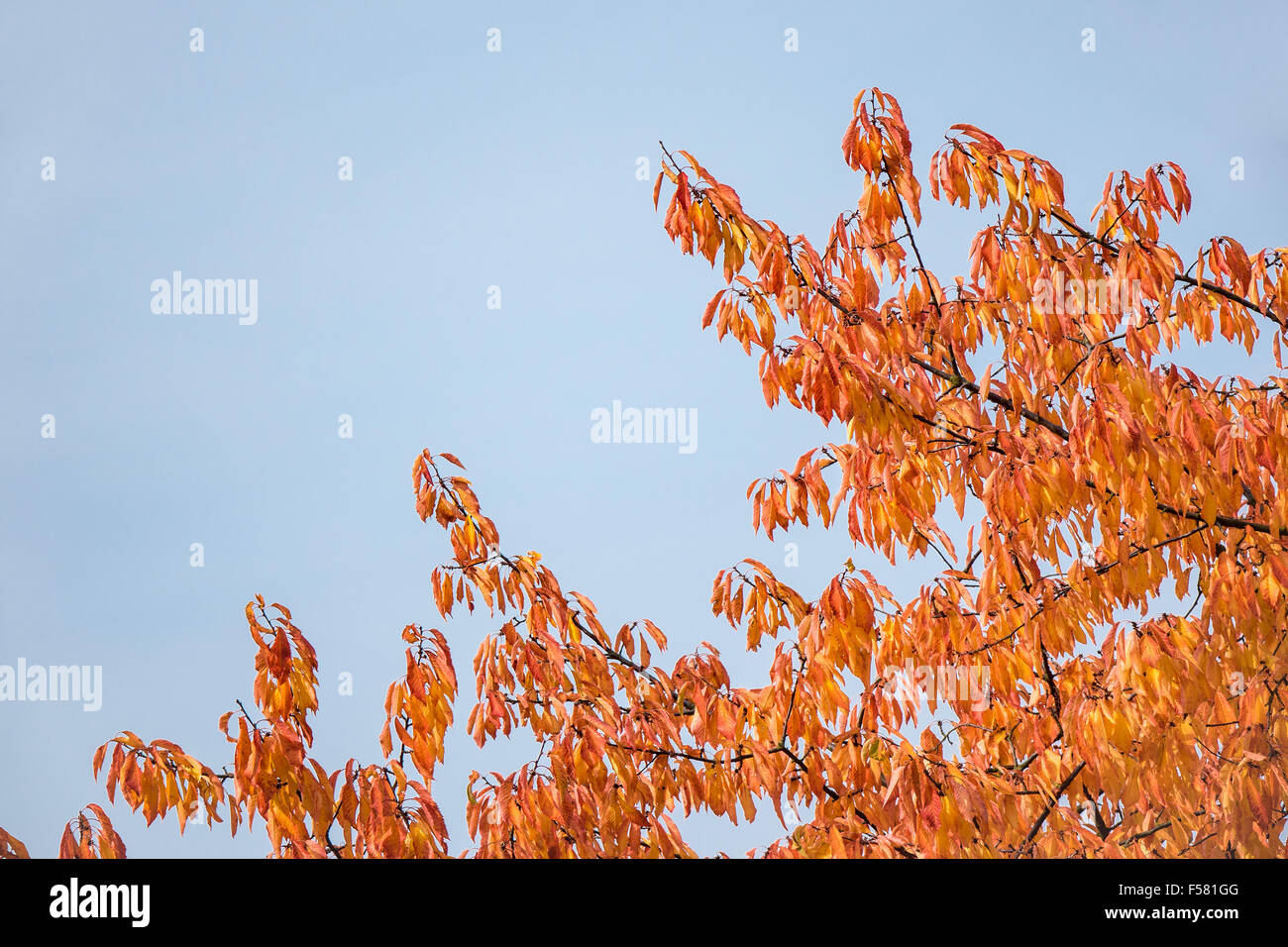 Colorful trees in autumn Stock Photo - Alamy