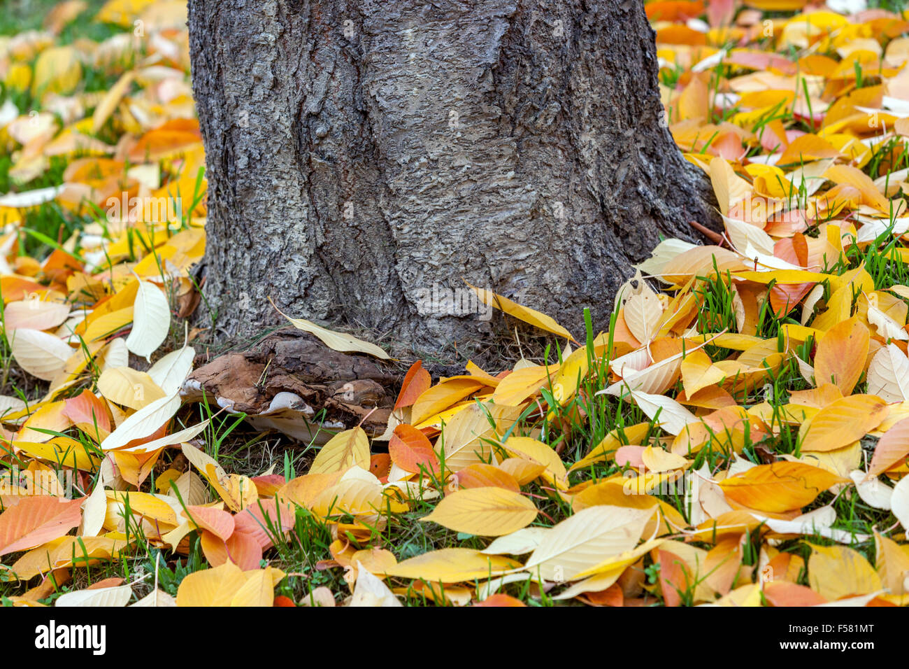 Fallen autumn leaves on the ground lying on the grass around tree trunk, old bark Prunus serrulata Stock Photo