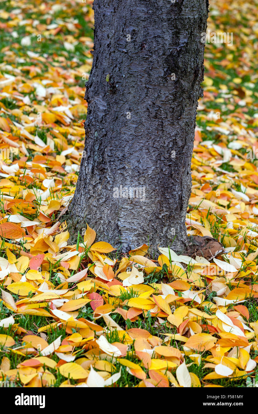 Fallen autumn Leaves on the ground lying on a grass Stock Photo