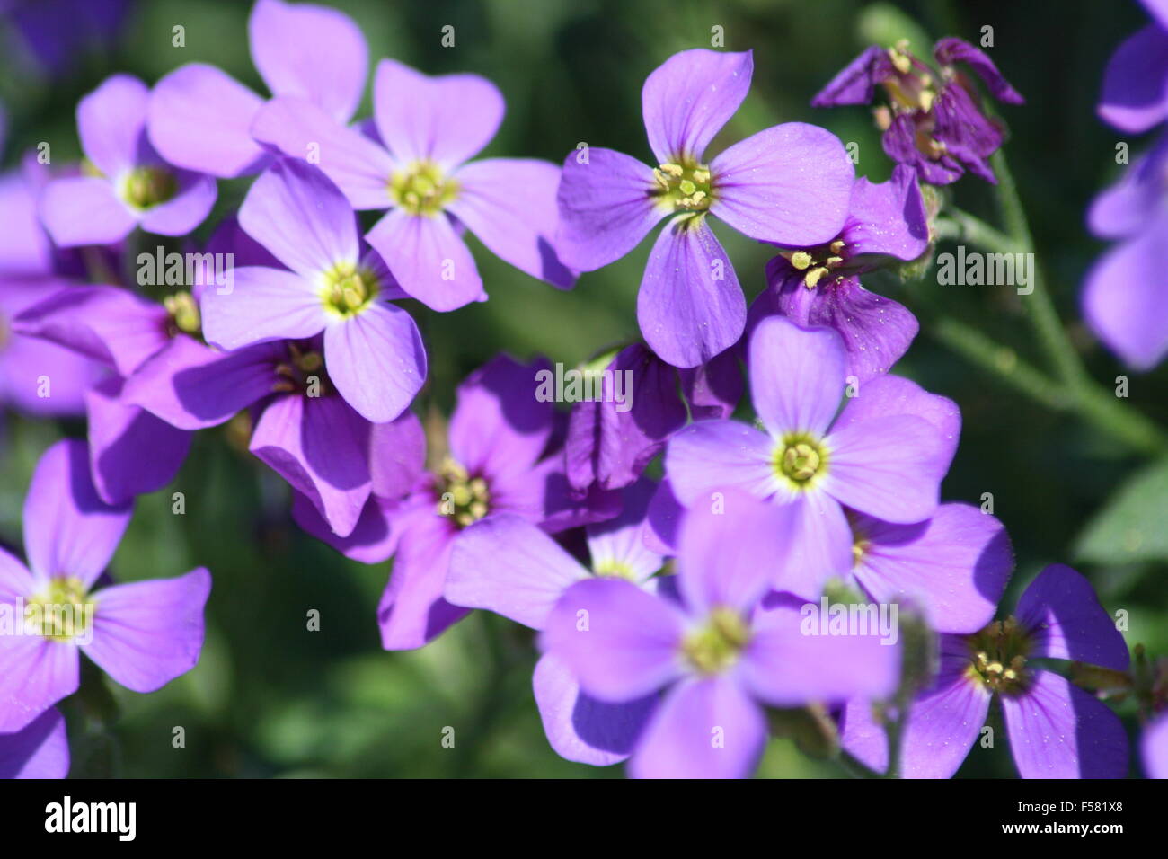 Close-up of the blossoms of the blue pillow (Aubrieta) Stock Photo