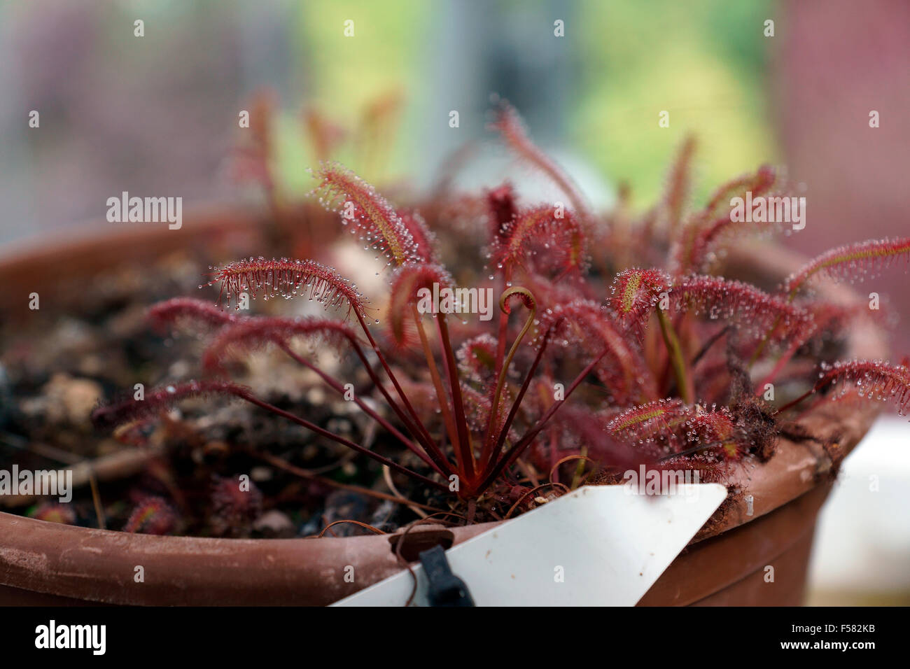 SUNDEW, INSECT EATING PLANT Stock Photo - Alamy