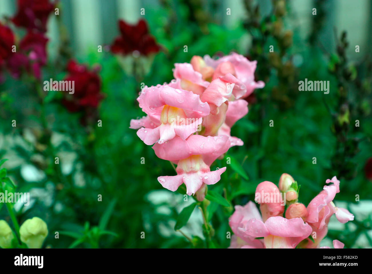 WET PINK SNAPDRAGONS Stock Photo