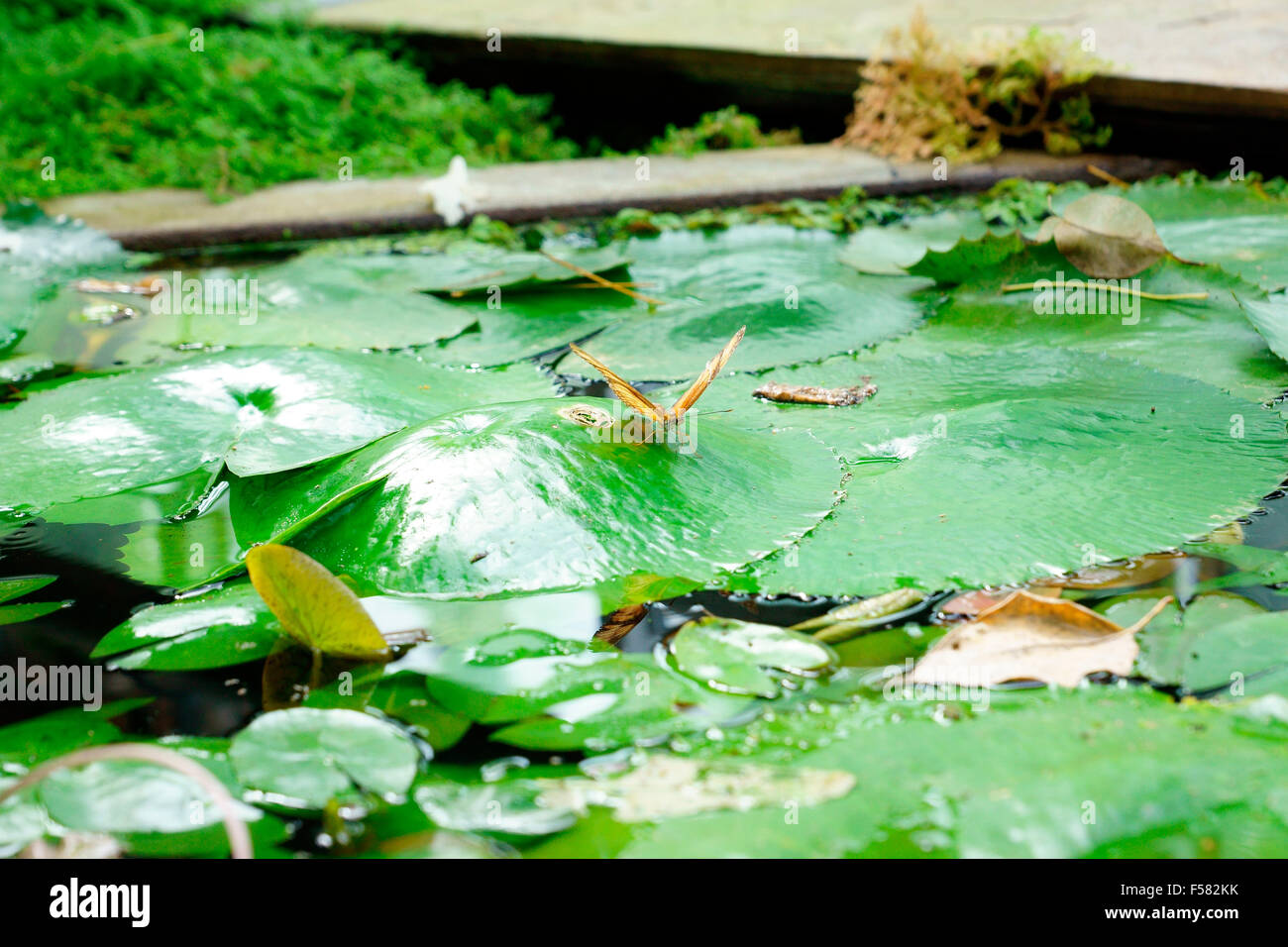 THE FLAME, FLAMBEAU Stock Photo Alamy