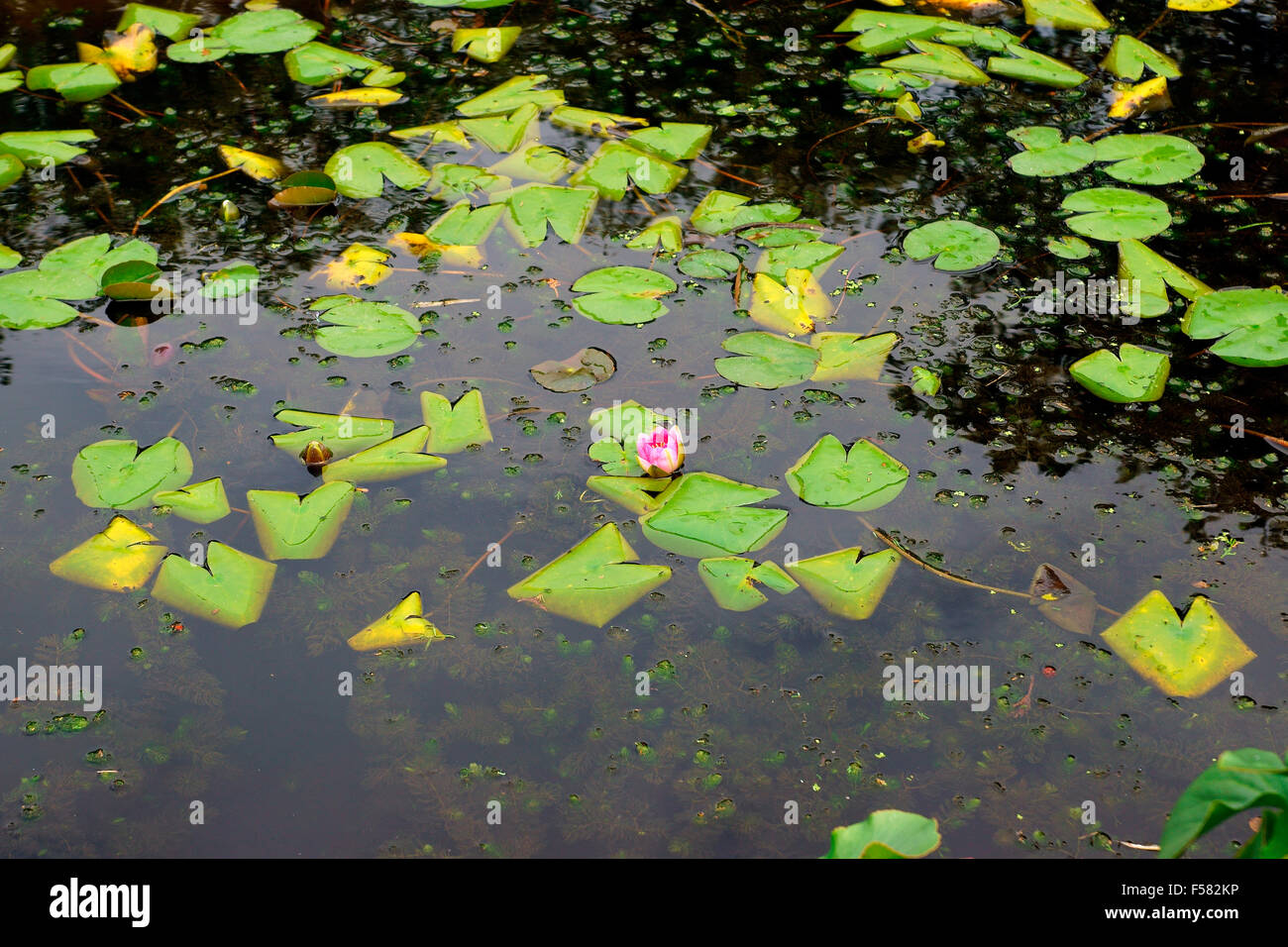 WATER LILIES (NYMPHAEACEAE) Stock Photo