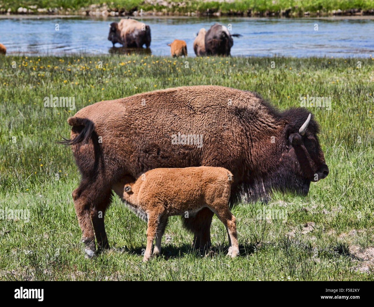 American Buffalo Bison mother feeds young calf river meadow, Yellowstone National Park Stock Photo