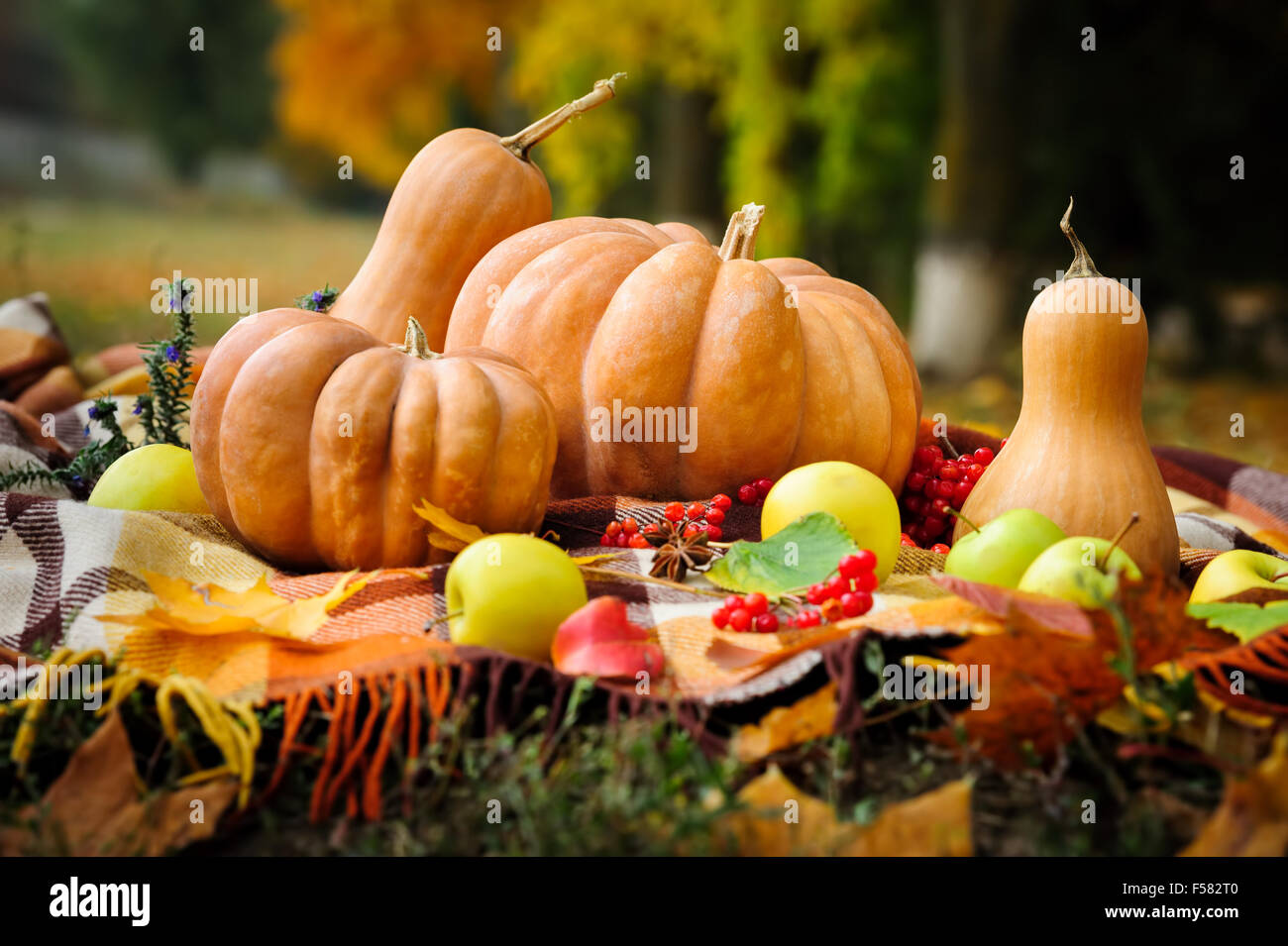 Autumn thanksgiving still life with pumpkins Stock Photo - Alamy