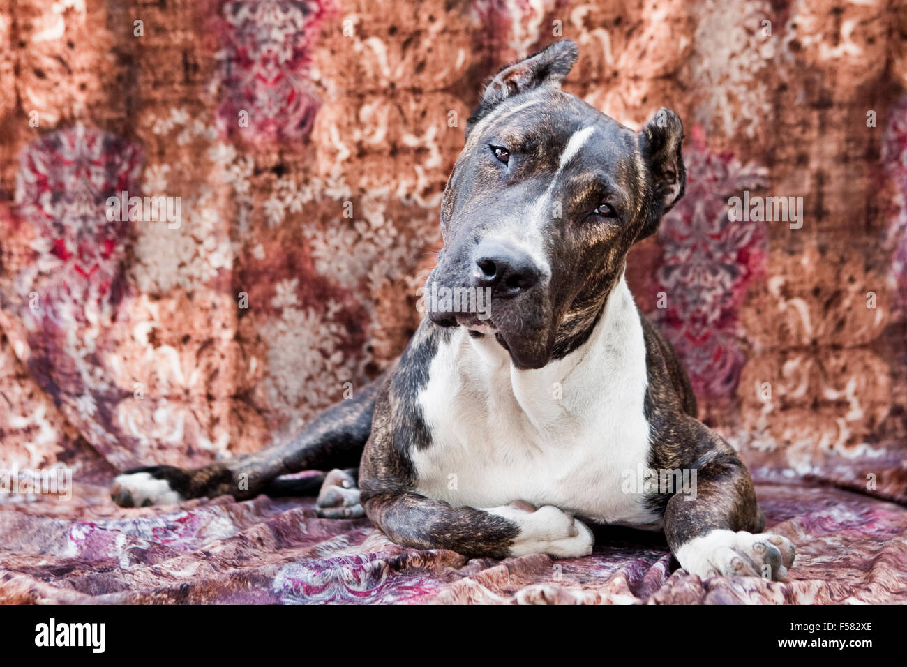 Adult Cane Corso dog laying down on a multi-colored fabric backdrop facing camera with eye contact and a cocked head Stock Photo