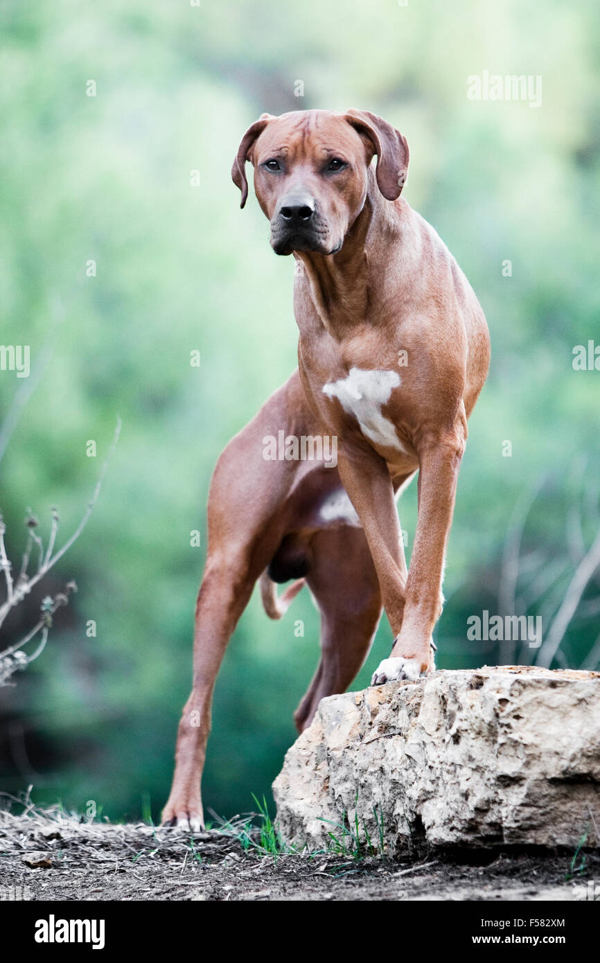Bold and powerful portrait of male adult Rhodesian Ridgeback dog facing camera with front feet propped up on a rock in nature Stock Photo
