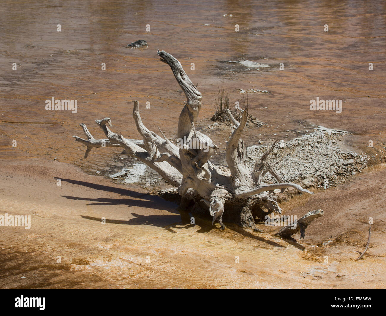 Yellowstone National Park, Wyoming. Dead tree in geyser pool. Stock Photo