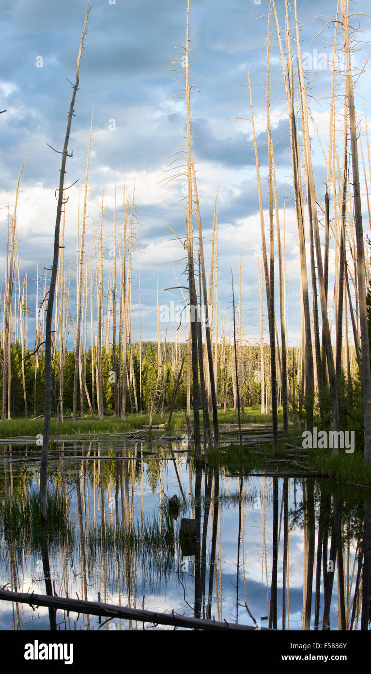 Dead trees in Quake Lake near Yellowstone Stock Photo Alamy