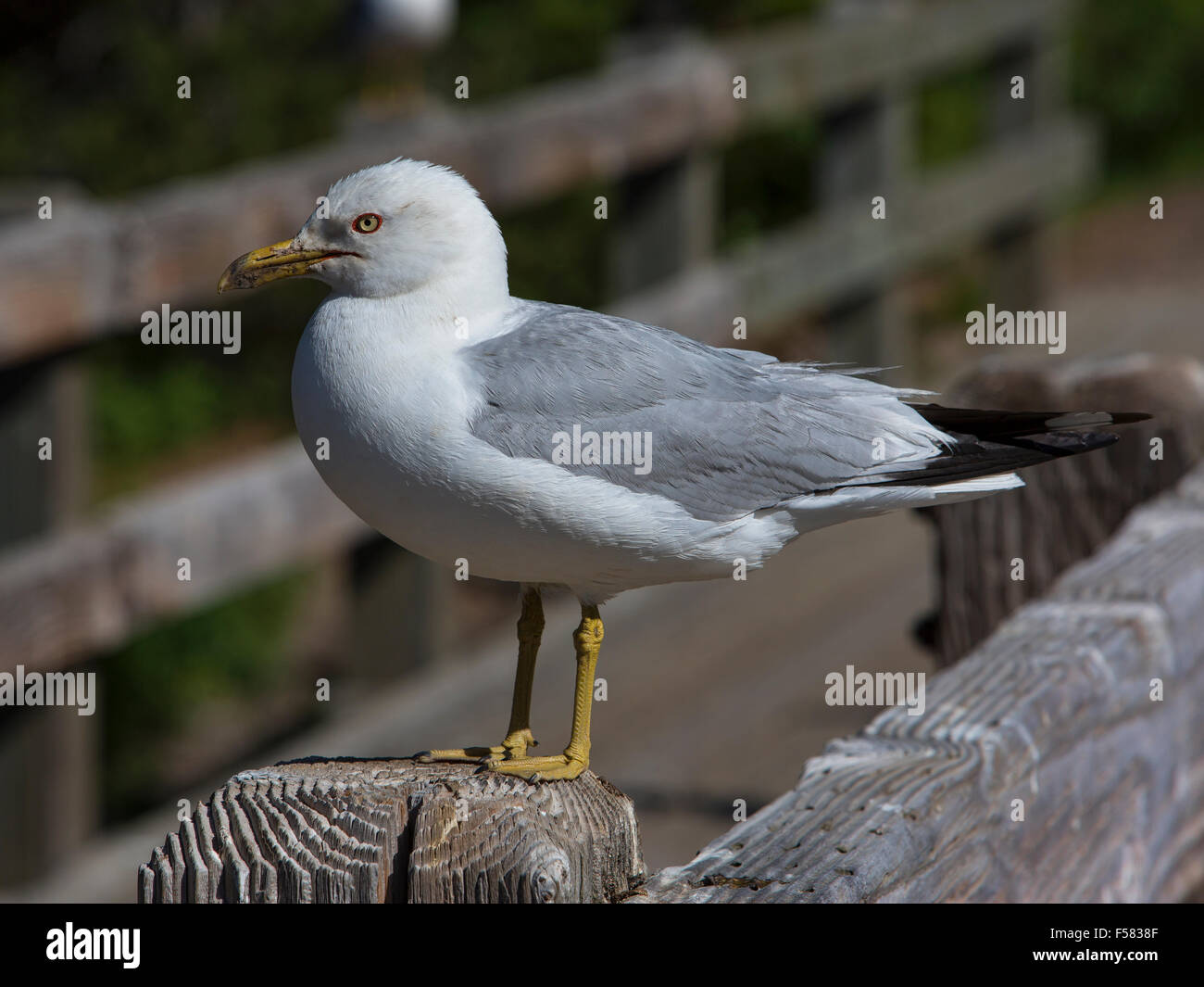 Bird, Seagull rests on river fence post in forest. Stock Photo