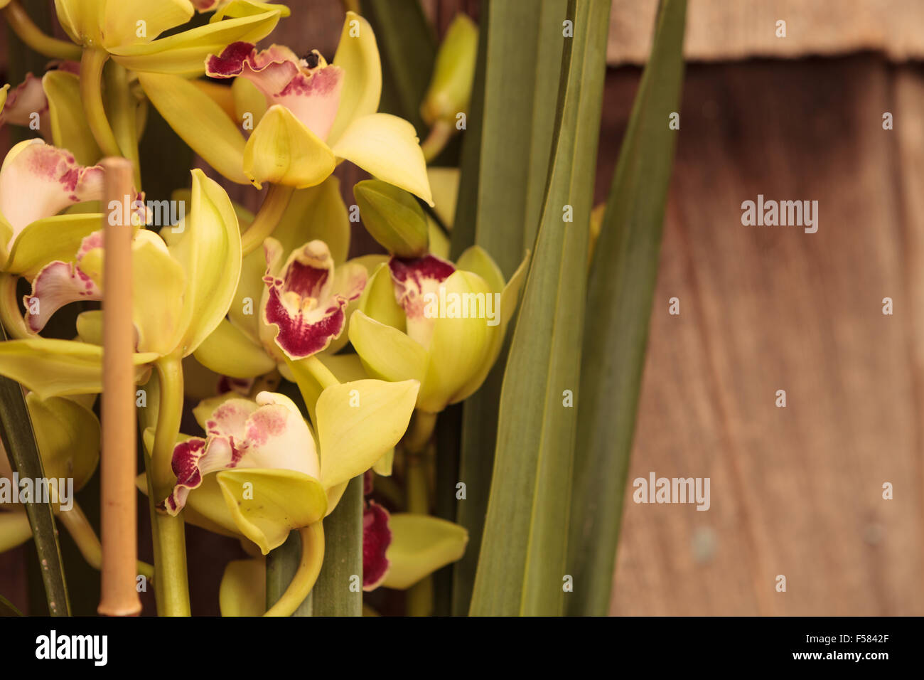 Tropical green Cymbidium orchid with a red tongue blooms in the fall in Hawaii Stock Photo