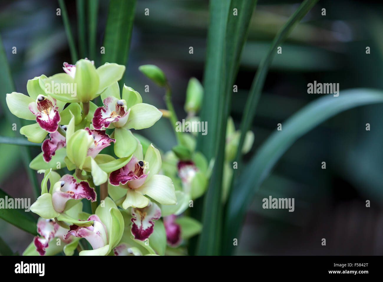 Tropical green Cymbidium orchid with a red tongue blooms in the fall in Hawaii Stock Photo