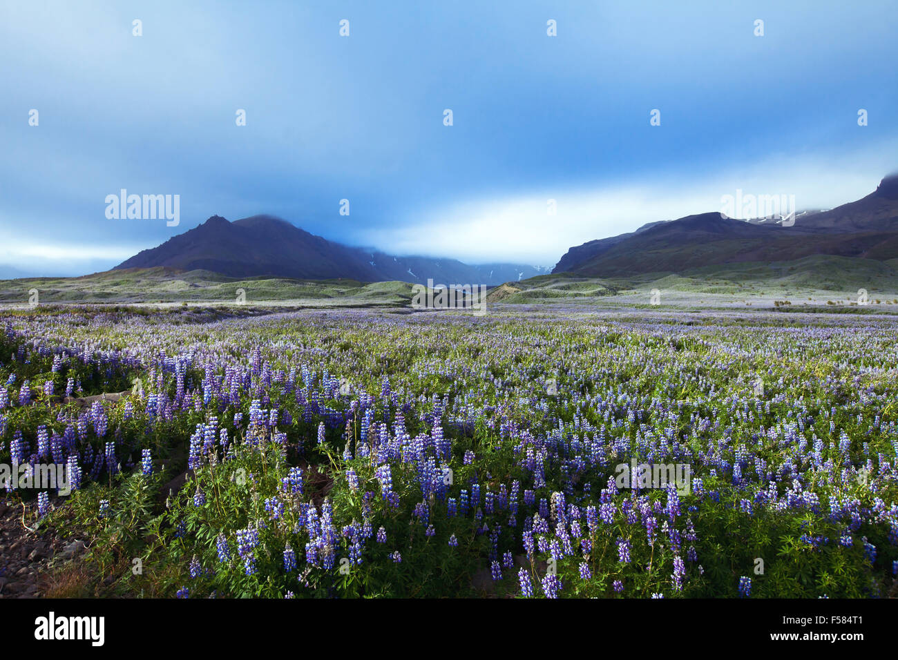 beautiful landscape with field of flowers and mountains on background, Iceland Stock Photo