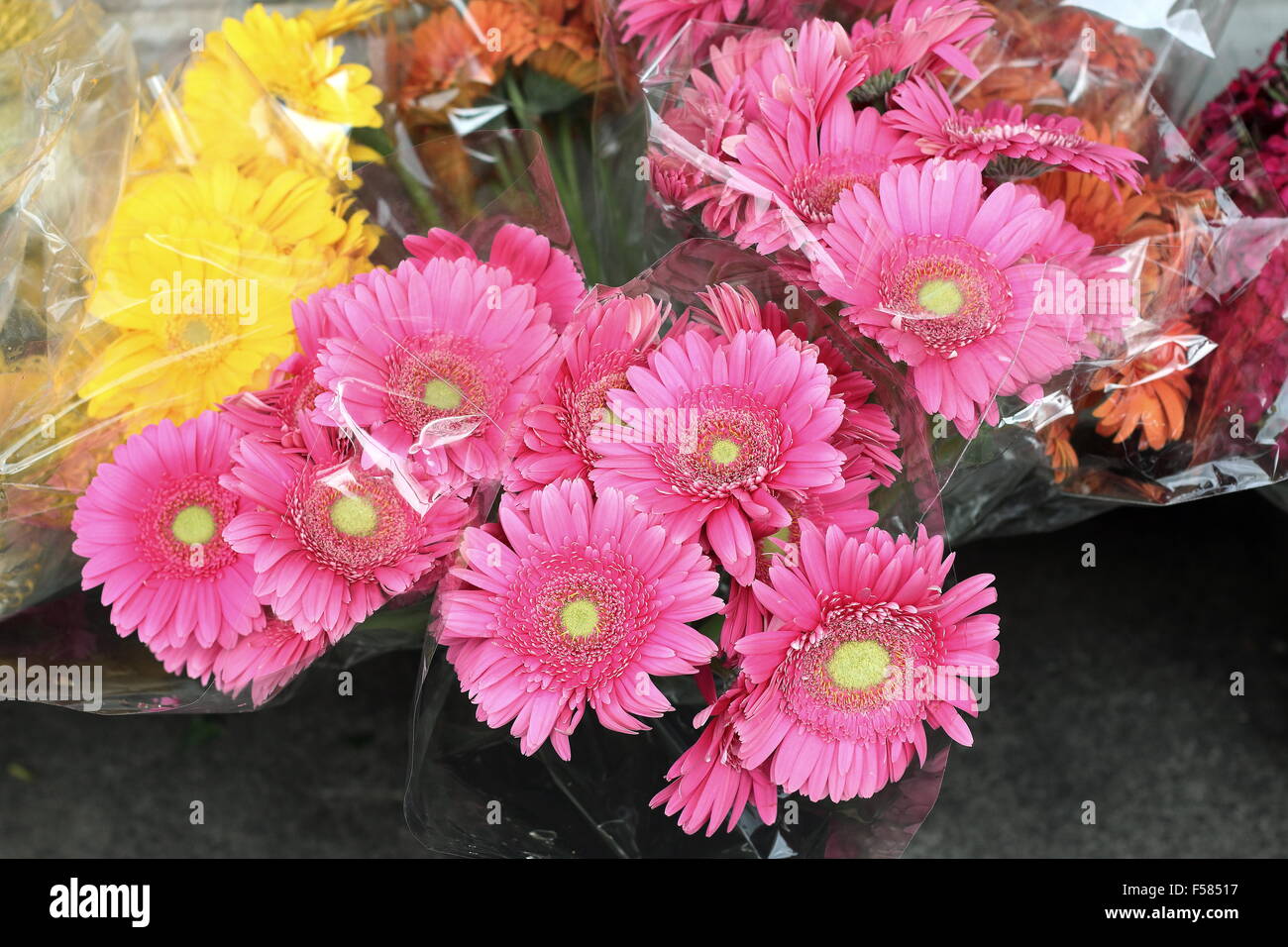 Pink Gerbera Daisies flowers for sales at a market Stock Photo