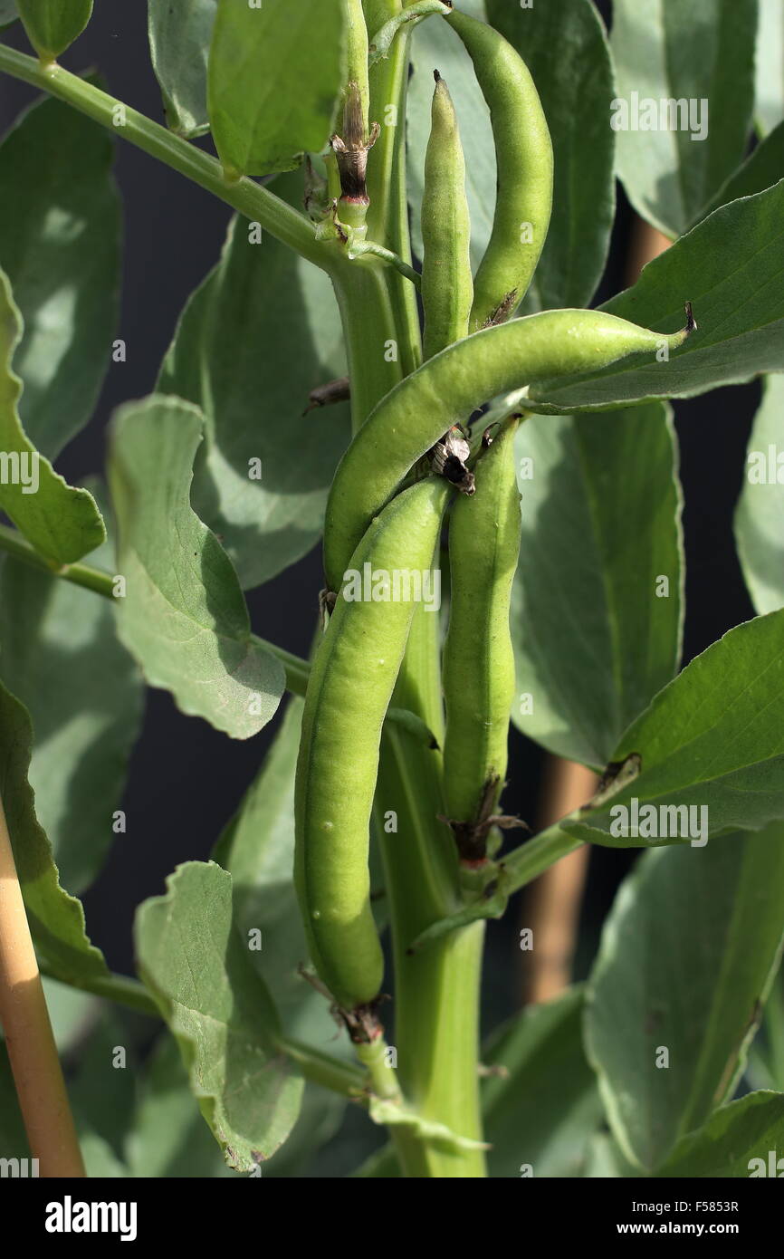 Broad beans plant hires stock photography and images Alamy