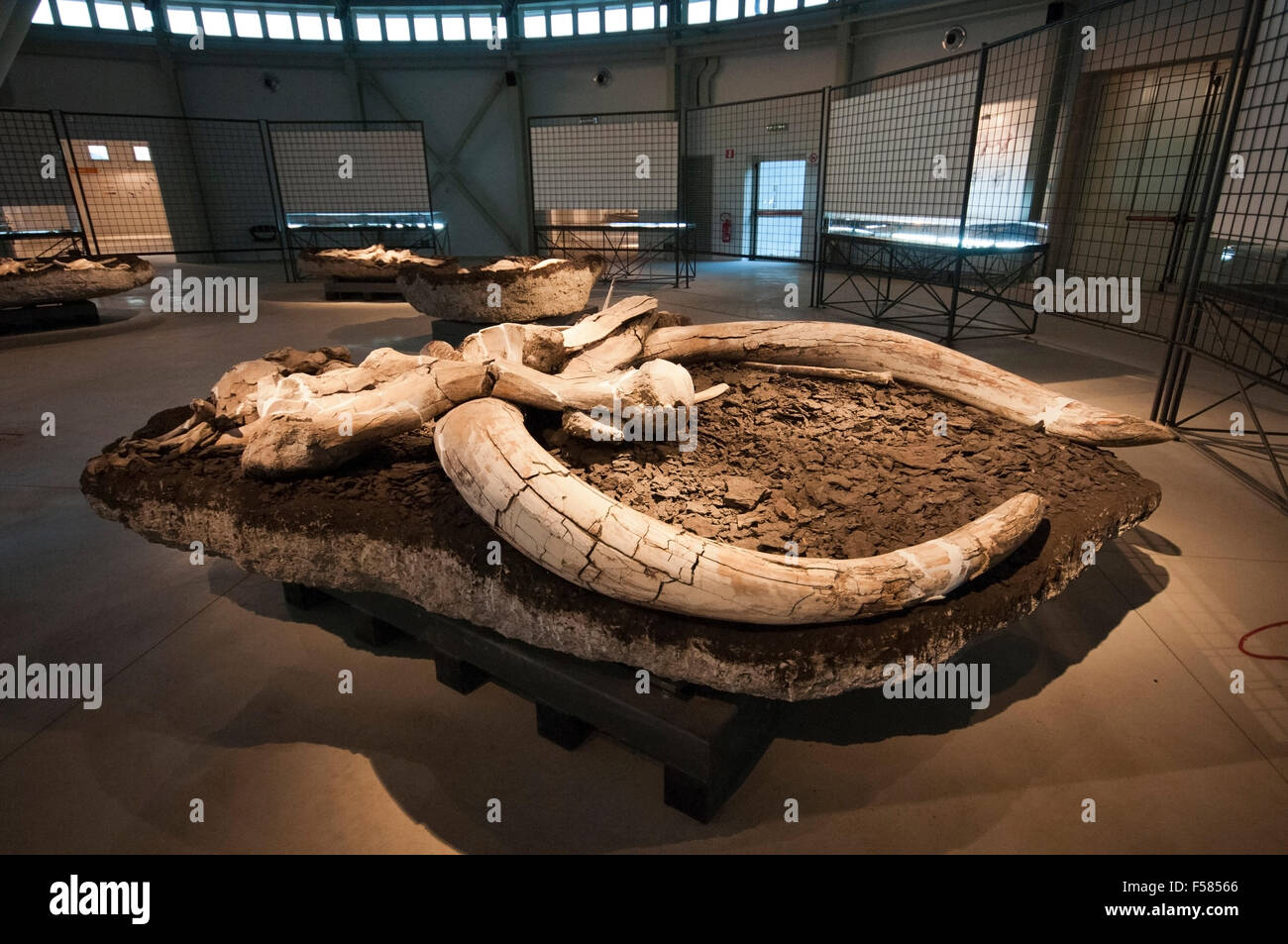 Pietrafitta, Paleontological Museum Luigi Boldrini, fossil remains of mammals, Umbria, Italy Stock Photo