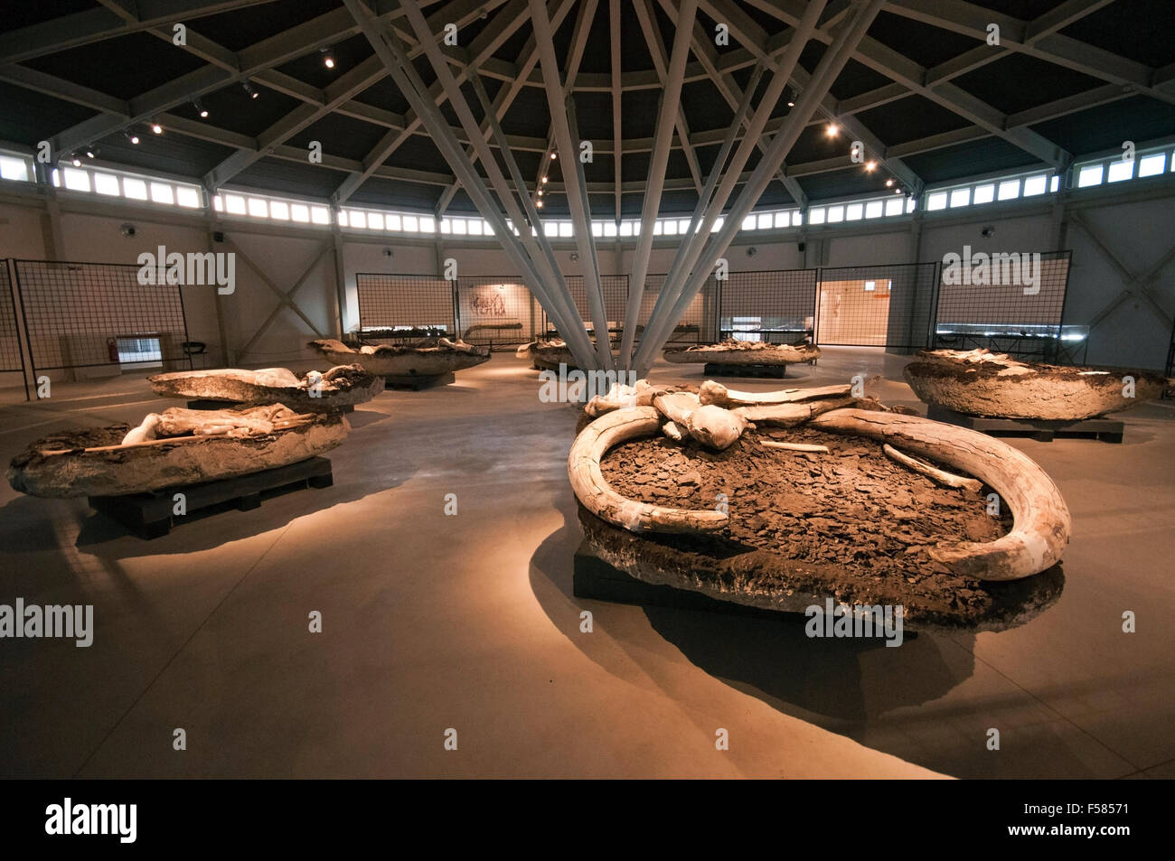 Pietrafitta, Paleontological Museum Luigi Boldrini, fossil remains of mammals, Umbria, Italy Stock Photo