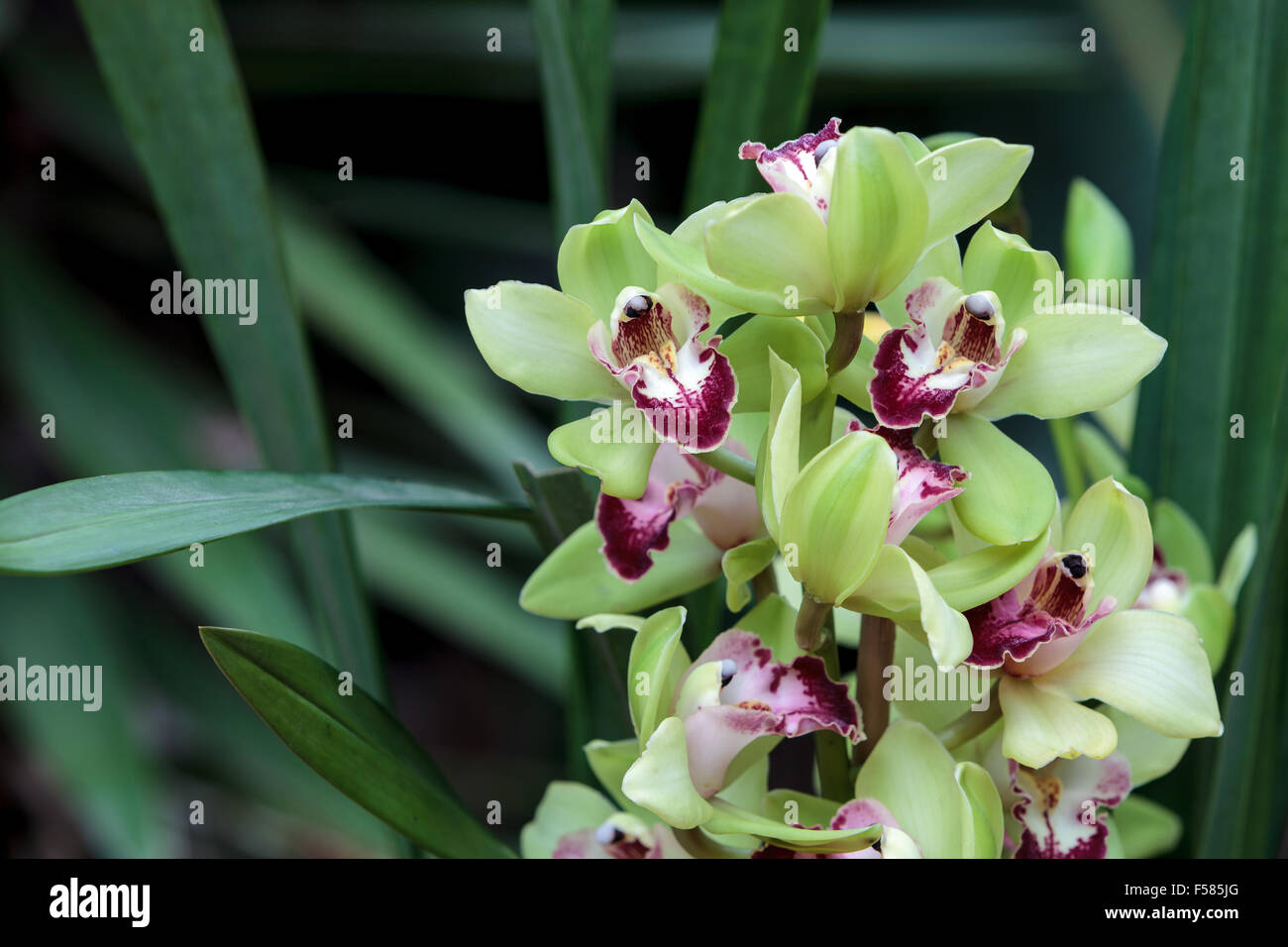 Neon Orchid Flowers Blue Green Colors Stock Photo 1330006817