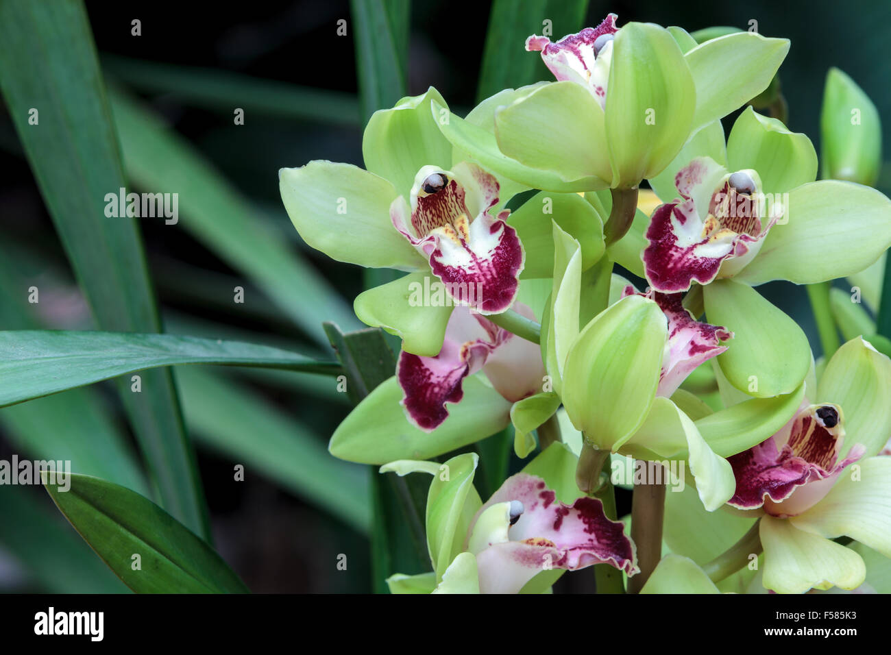 Tropical green Cymbidium orchid with a red tongue blooms in the fall in Hawaii Stock Photo