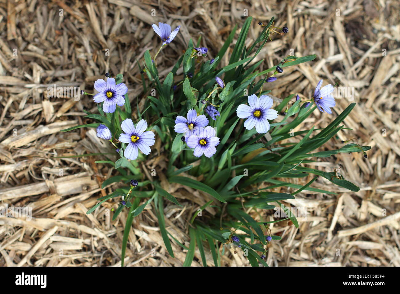 Sisyrinchium bellum or also known as Blue-Eyed Grass planted on the ground Stock Photo