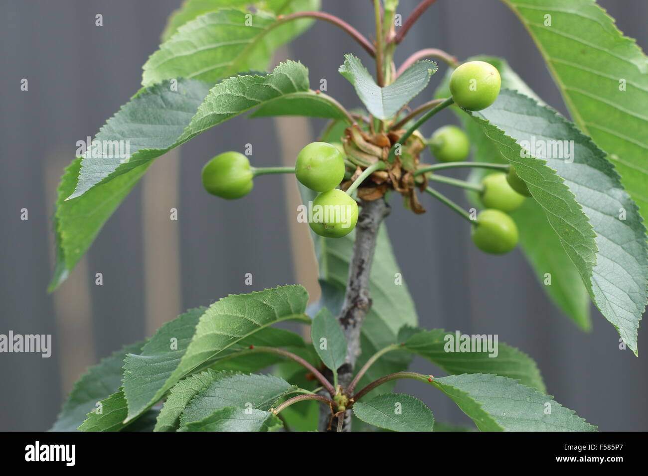 Lapins cherry with young fruits on tree Stock Photo Alamy