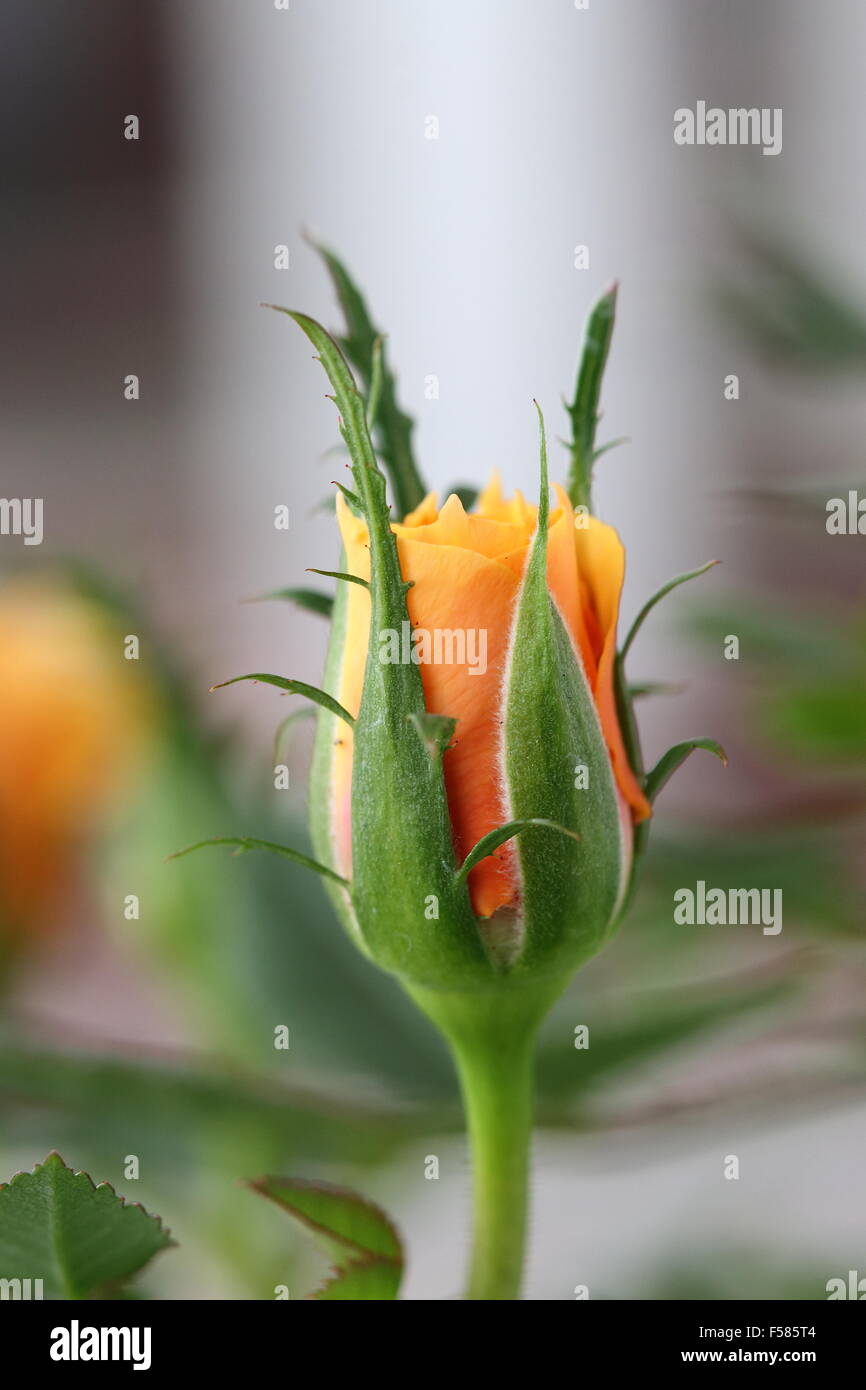 Unopened rose hires stock photography and images Alamy