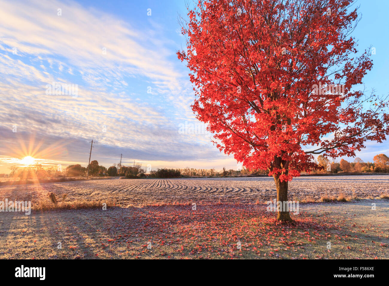 Fall colors at sunrise in rural Canada with red maple tree in the foreground Stock Photo