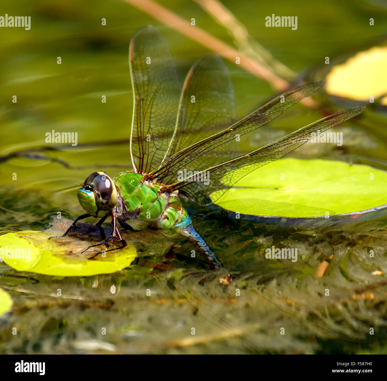 A green Darner laying eggs in my Koi pond here in Virginia USA. Lighting was great, it made to picture to appear 3D. Stock Photo