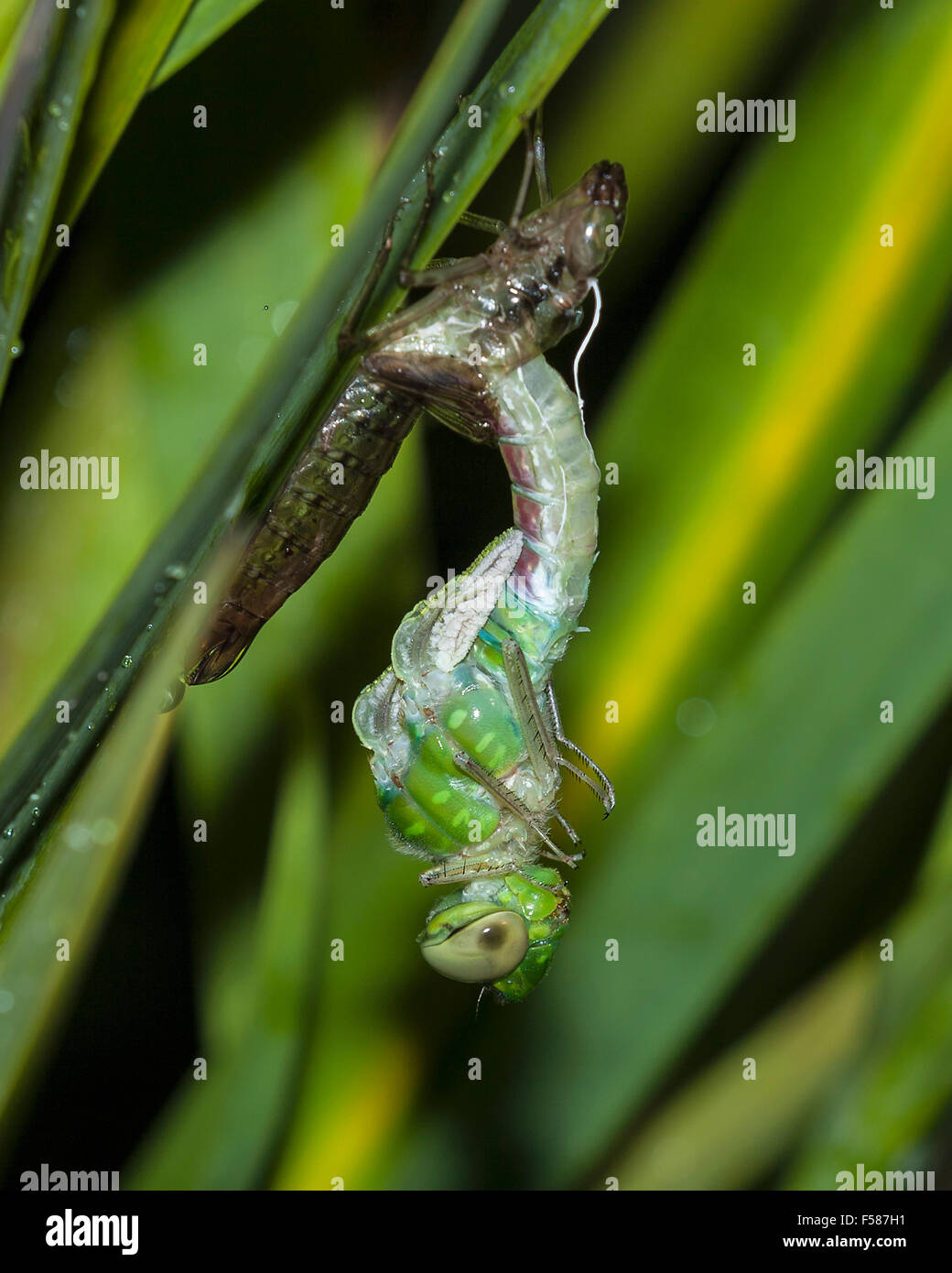 A Green Darner dragonfly emerging from the nymph stage. Stock Photo